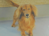 水戸市愛犬エルモちゃん