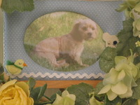 常陸太田市愛犬ふーちゃん