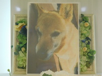 常陸太田市愛犬ポテチちゃん