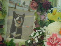 水戸市愛犬くろちゃん