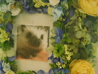 水戸市ヨツユビハリネズミ・もぐちゃん