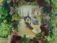 日立市愛猫ラティオスちゃん