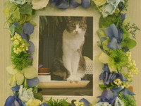 水戸市愛猫みみちゃん