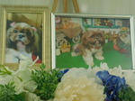 ひたちなか市愛犬M(ミュー)ちゃん