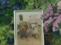 水戸市愛犬チッピーちゃん