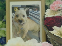 那珂市愛犬ケアンちゃん