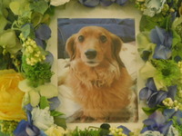 日立市愛犬ミニーちゃん