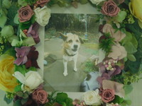 日立市愛犬コロちゃん