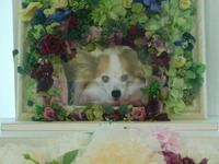 水戸市愛犬りんごちゃん