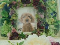 那珂市愛犬チップちゃん