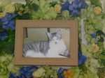 那珂市愛猫蓮ちゃん