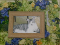 那珂市愛猫蓮ちゃん