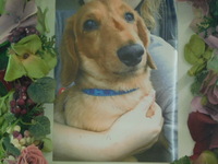 水戸市愛犬かんたちゃん