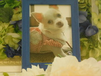 ひたちなか市愛犬チャムちゃん