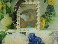 水戸市愛犬杏樹ちゃん