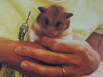 水戸市ゴールデンハムスター・ほっぺちゃん