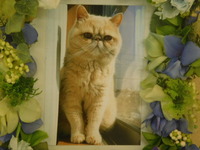 水戸市愛猫マロンちゃん