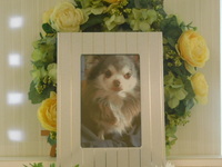 日立市愛犬ミッキーちゃん