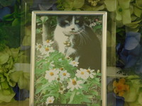 水戸市愛猫オセロちゃん