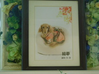 常陸太田市愛犬絵夢ちゃん