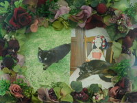 常陸太田市愛猫クロちゃん