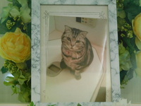 水戸市愛猫Moe（モエ）ちゃん