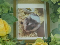 ひたちなか市ジャンガリアンハムスター・くぅたちゃん