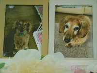 水戸市愛犬豆三ちゃん