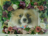 那珂市愛犬蓮ちゃん