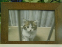 水戸市愛猫りんちゃん