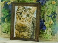 水戸市愛猫チビちゃん