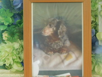 水戸市愛犬ラブちゃん