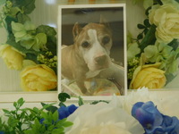 水戸市愛犬トップシークレットちゃん