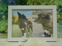 ひたちなか市愛犬オレオちゃん