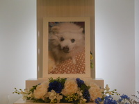 水戸市愛犬太陽ちゃん