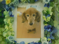 水戸市愛犬チョコちゃん