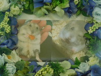 那珂市ハムスターマメ太ちゃん