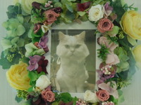 水戸市愛猫ちゃちゃまるちゃん