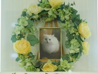 水戸市愛猫フィガロちゃん