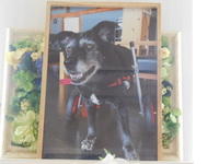 日立市愛犬レニーちゃん