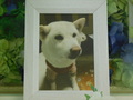 笠間市愛犬空(くう)ちゃん