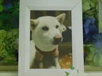 笠間市愛犬空(くう)ちゃん