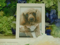 水戸市愛犬ラブちゃん