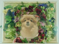 那珂市愛犬ココちゃん