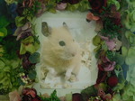笠間市ハムスター・キンちゃん