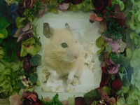 笠間市ハムスター・キンちゃん