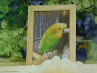 小美玉市愛鳥菊ちゃん