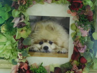 水戸市愛犬くうちゃん