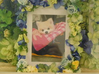 水戸市愛犬桃次郎ちゃん