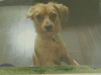 ひたちなか市愛犬モカちゃん